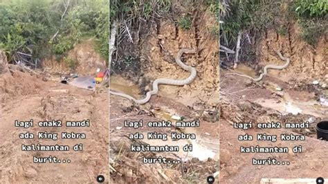 Viral Video King Kobra Raksasa Muncul Saat Warga Di Kalimantan Lagi Mandi Kobra Terbesar Woi