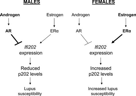 Female And Male Sex Hormones Differentially Regulate Expression Of