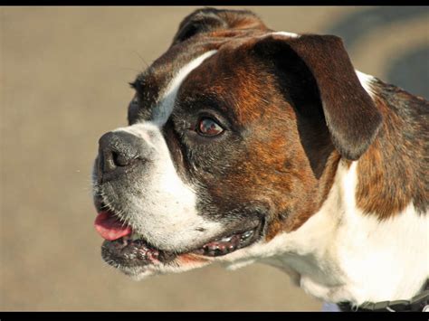 Xs Wallpapers Hd Boxer Dog Wallpapers