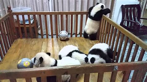 2015 12 12 02 08 34 Baby Pandas Youtube