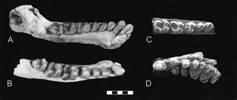 2 Basal Anthropoid Primates From The Fayum Region Of Egypt A