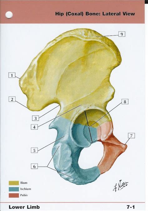 Hip Coxal Bone Lateral View Anatomy Flash Card By Frank H