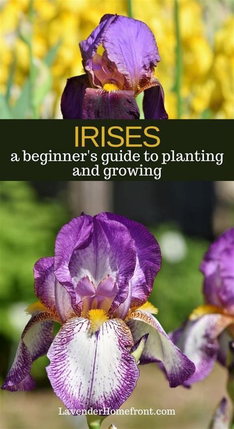 Learn The Basics Of Planting And Caring For This Beautiful Flower