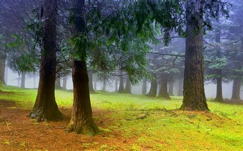Misty Forest Hd Wallpaper Background Image 1920x1200