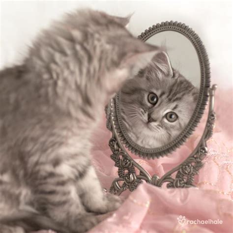 kitten looking in mirror cute greeting card cards