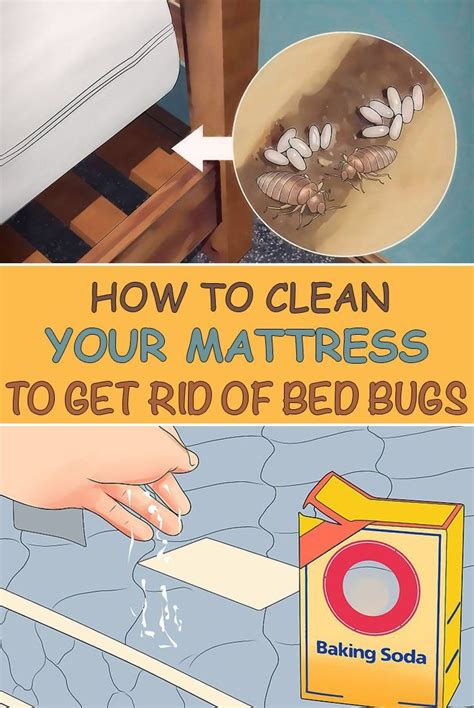 check out this full proof method to get rid of bed bugs and deodorize your mattress rid of