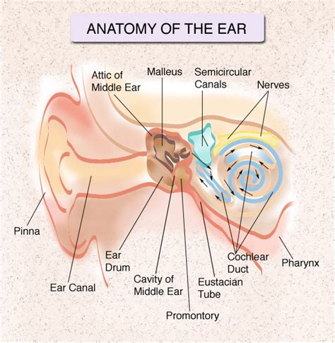 Ear Nose Throat Doctor Nyc Specialists At The Ny Hearing Center