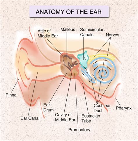 27 Ear Nose And Throat Anatomy Diagram Wire Diagram Source Information