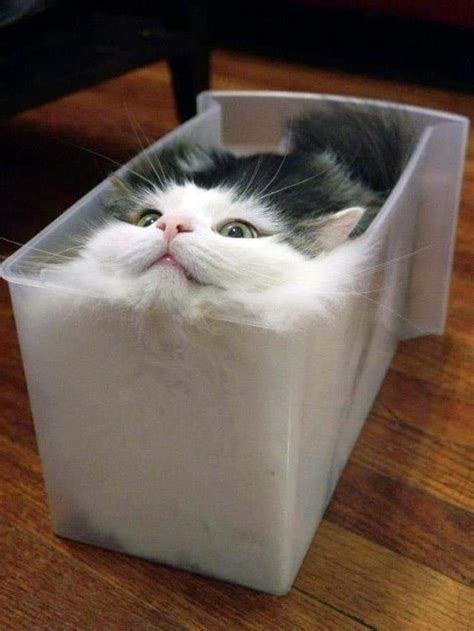 30 Photos Proving That Cats Are The Cutest Things On Earth New Pics