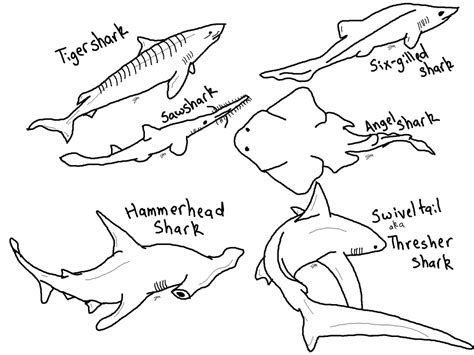 free printable shark colouring pages - Clip Art Library