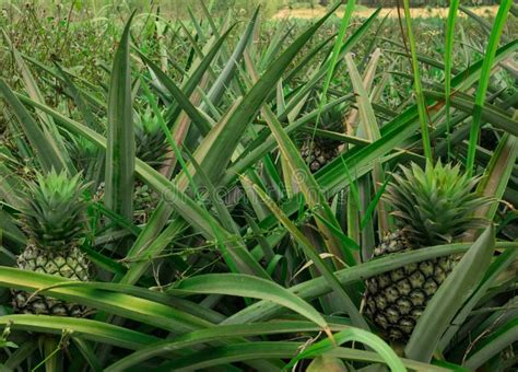 Pineapple Plant Field Stock Photo Image Of Outstanding 105120888