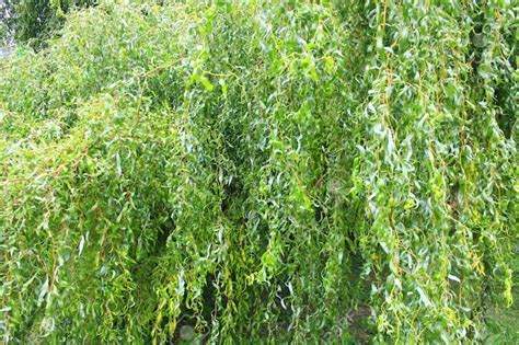 Rare Weeping Golden Curly Willow Tree Cutting Grow A Etsy