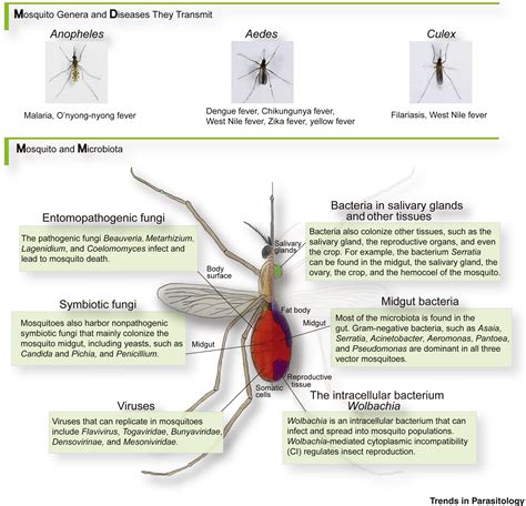 Female Reproductive Parts Of Mosquito External Comparison Of Male And