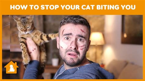 Why Do Cats Bite And How To Stop Your Cat Biting You 😸 Pets Guideline
