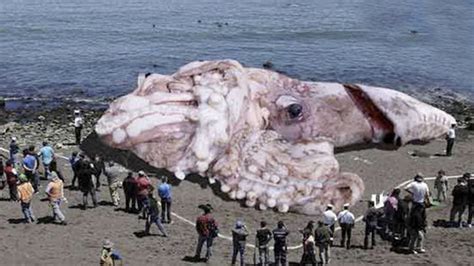 Top 8 Biggest Sea Monsters Ever Youtube