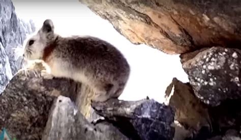 Video Rare Ili Pika Appears On Video For First Time Ever Outdoorhub