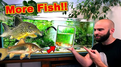 Adding More Fish To Angelfish Aquarium Huge Progress Youtube