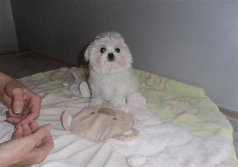 Adopter Bichon Maltais Chien