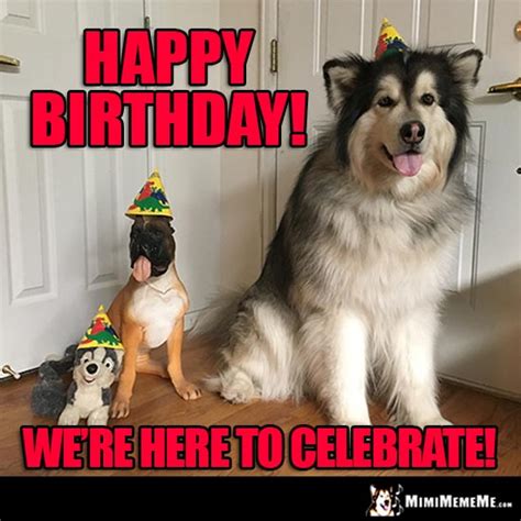 Funny Dog Tells Birthday Jokes Happy Belated Birthday From Dog Pg 7
