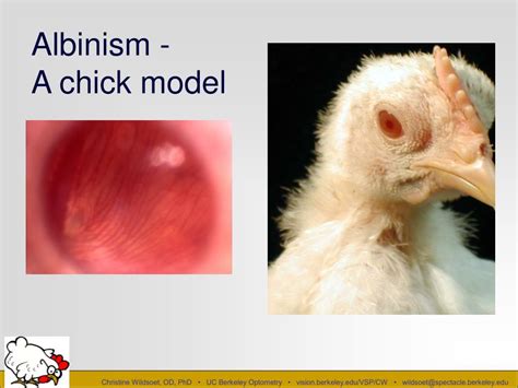 Ppt Recent Insights From Animal Myopia Research Powerpoint