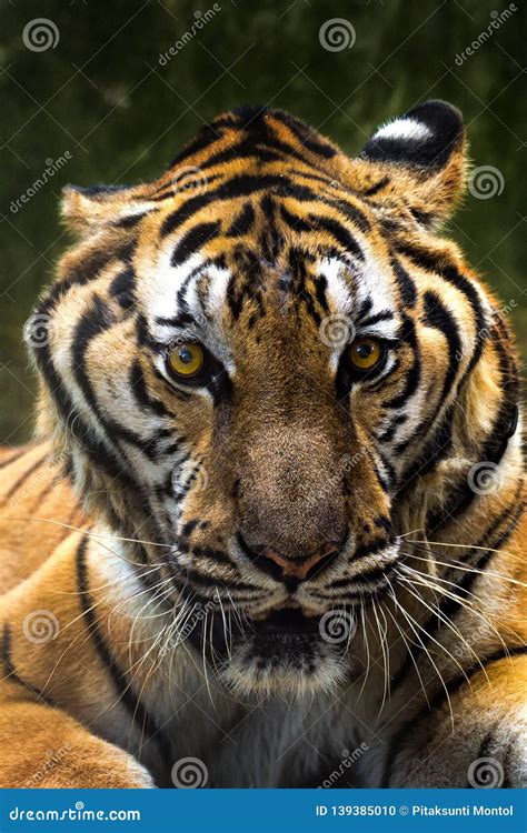 Close Up Of A Tigers Face Stock Photo Image Of Sumatran 139385010