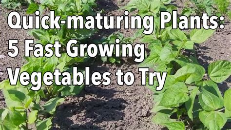 Quick Maturing Plants 5 Fast Growing Vegetables To Try
