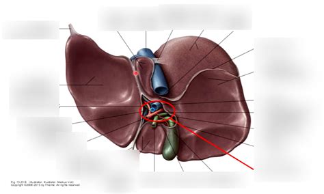 Liver Visceral Side Diagram Quizlet