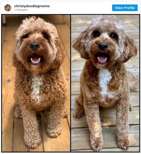 Doodle And Goldendoodle Haircuts To Swoon Over Tons Of Pictures