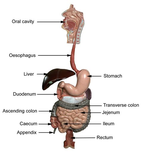 Week 101 An Introduction To The Small And Large Intestine Dont Be A