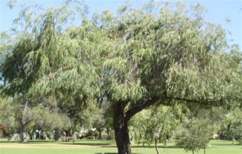 Wa Peppermint Tree Agonis Flexuosa