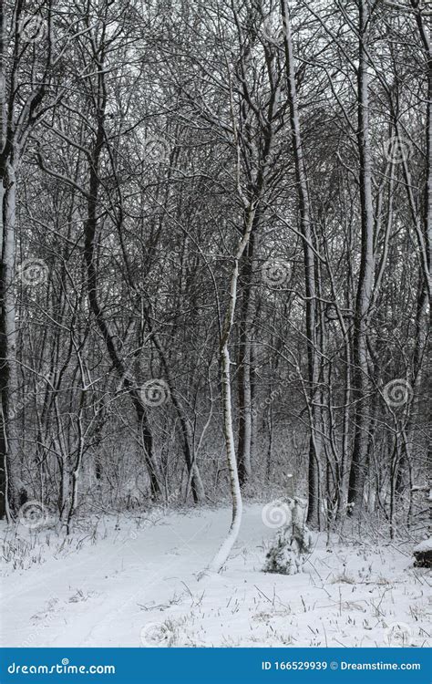 Beautiful Winter Landscape The Forest Road Outside The City And