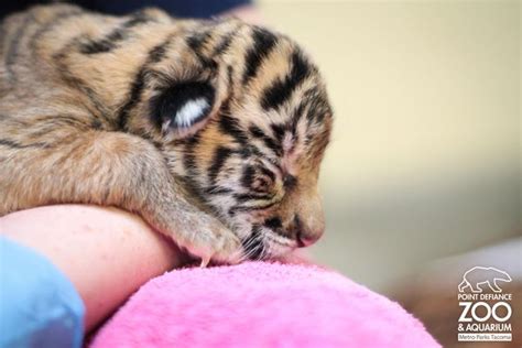 Critically Endangered Tiger Cub Born At Point Defiance Zooborns