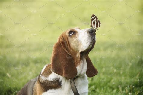 Cute Dog And Butterfly Animal Stock Photos ~ Creative Market