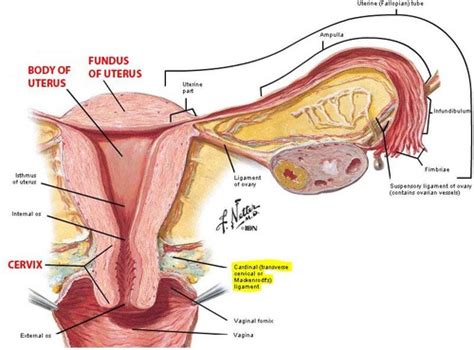 transverse cervical ligament of uterus