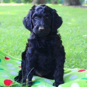 You can do your research on the irish doodle breed by reading our. IrishDoodle Puppies For Sale - Irish Doodles | Greenfield ...