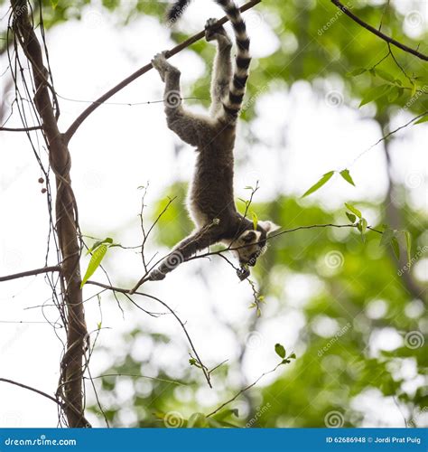 Baby Lemur Silhouette Climbing On A Branch Tree Stock Photo Image Of