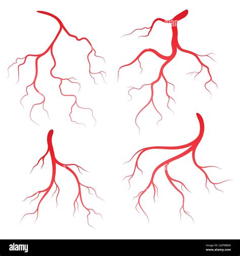 Human Veins And Arteries Illustration Design Template Stock Photo Alamy