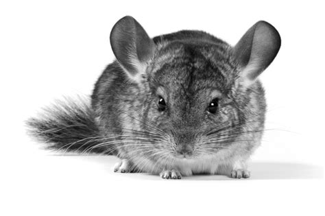 Chinchilla History and Care Recommendations | MedVet