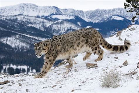 Snow Leopard Panthera Uncia Walking In Snow Stock Photo 837 3717a