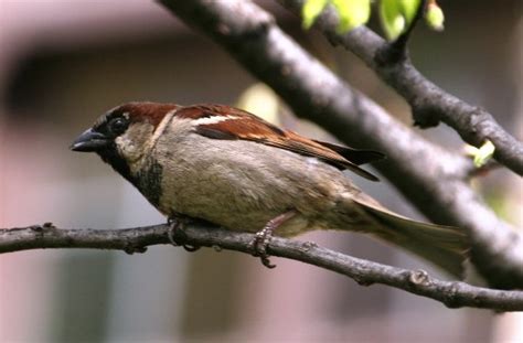 The Good The Bad And The Ugly And The Female 10000 Birds