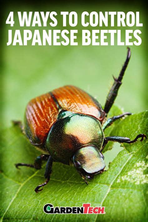 Additionally, try applying a product that contains neem oil on your fruit tree in late summer or fall. How to Protect Your Trees and Shrubs From Japanese Beetle ...