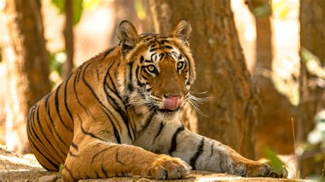 Top 10 Endangered Mammals In Nepal