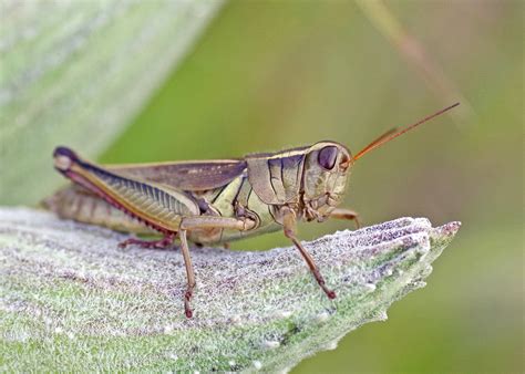 Bug Othe Week Melanoplus Grasshoppers Redux Riveredge Nature Center