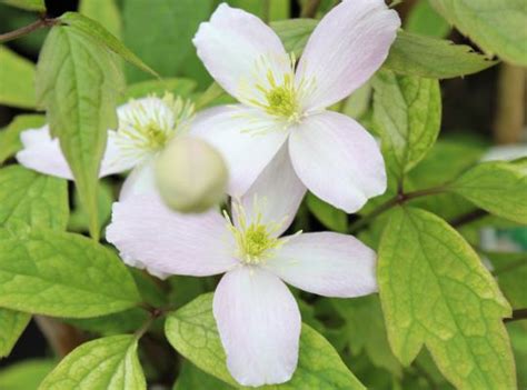 Clematis Montana Fragrant Spring