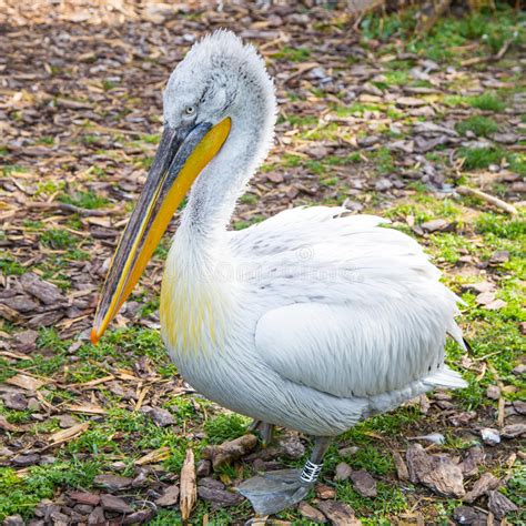 Pelecanus Onocrotalus Also Known As The Eastern White Pelican Stock