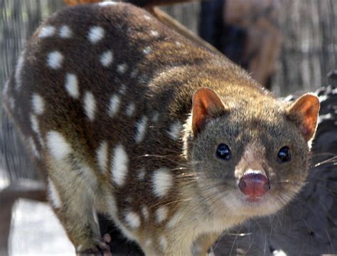 Chat Marsupial à Queue Tachetée