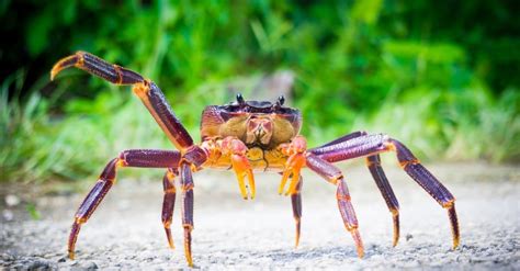Coconut Crab Pictures Az Animals