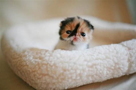 Ini dia deretas ras kucing termahal yang pernah ada dirangkum oleh cermati.com dari berbagai sumber. Cuta : Antara Anak Kucing Paling Comel di Dunia (10 Photos ...