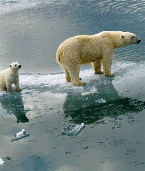 polar bears international ocean day oceans of the world arctic conservation johnny weekend