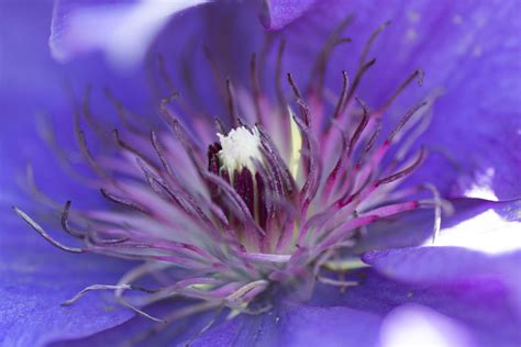 Free Images Nature Blossom Flower Purple Petal Pollen Flora